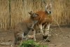The first red kangaroo pups in Estonia were born on the island of Muhu 
